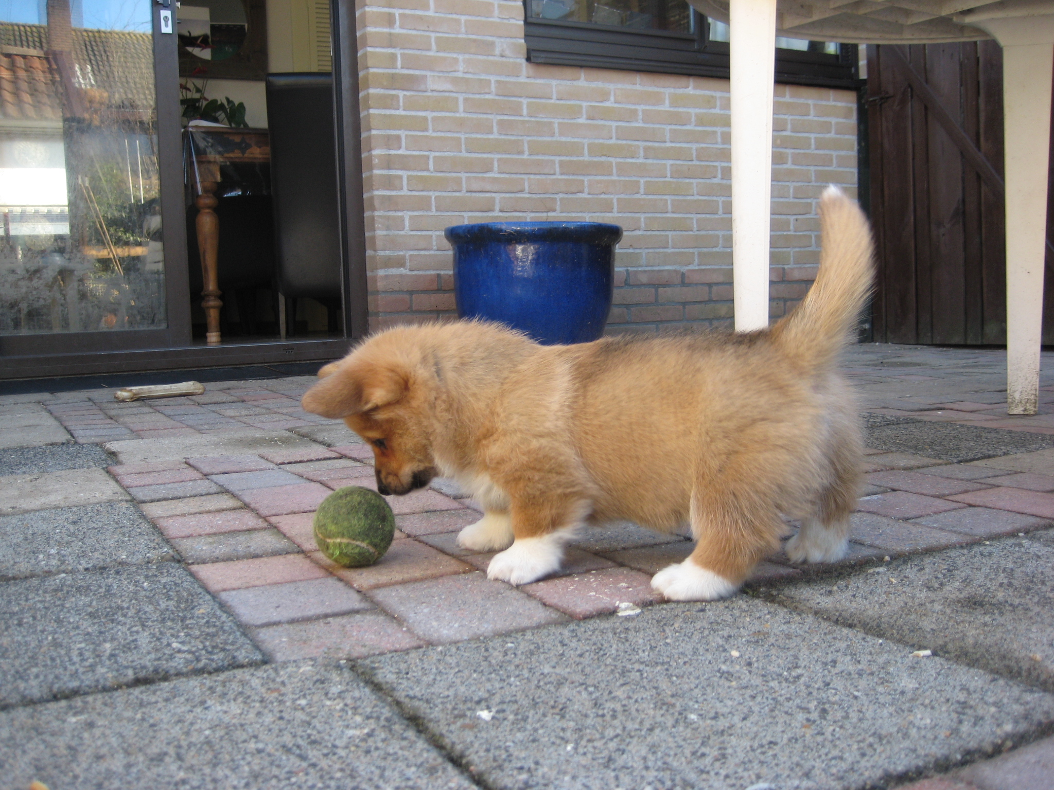 Puppy's